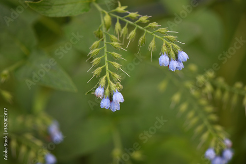 blue flowers of a plant