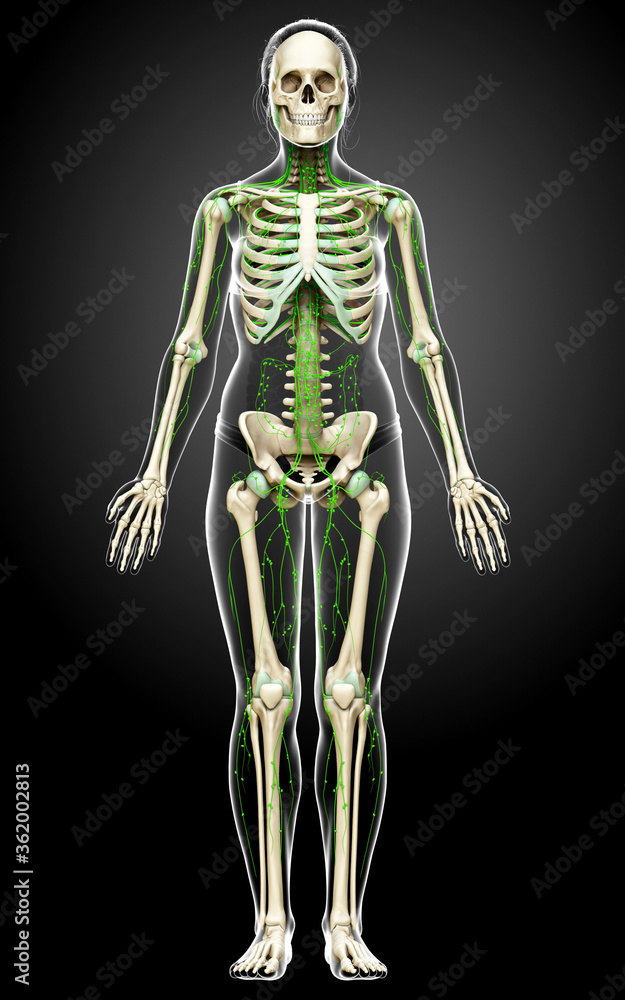3d rendered medically accurate illustration of a female lymphatic system 3d rendered medically accurate illustration of a female lymphatic system