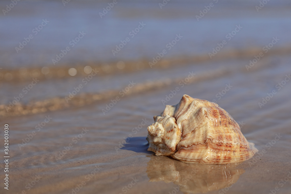 seashell in water. Close-up. There is a place for text. Concept: relax, vacation seashell in water. Close-up. There is a place for text. Concept: relax, vacation