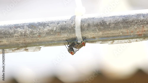 fly making love, breeding on steel bar