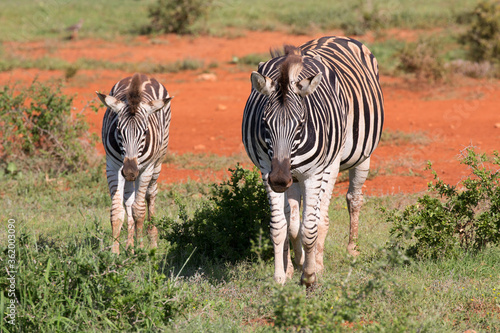 Zebras im Addo Park S  dafrika