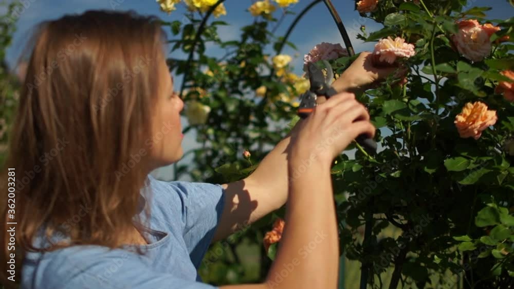 Young caucasian woman with secateurs in hands cutting roses in orchard. Female gardening beside her house on bright, sunny day. Woman pruning flowers in orchard Young caucasian woman with secateurs in hands cutting roses in orchard. Female gardening beside her house on bright, sunny day. Woman pruning flowers in orchard