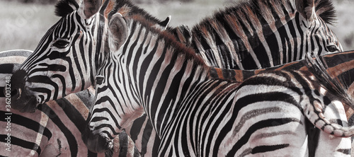 Zebras im Addo Park Südafrika