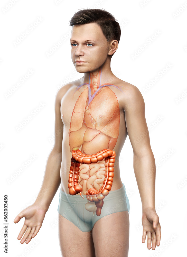 3d rendered, medically accurate illustration of boy large intestine anatomy 3d rendered, medically accurate illustration of boy large intestine anatomy