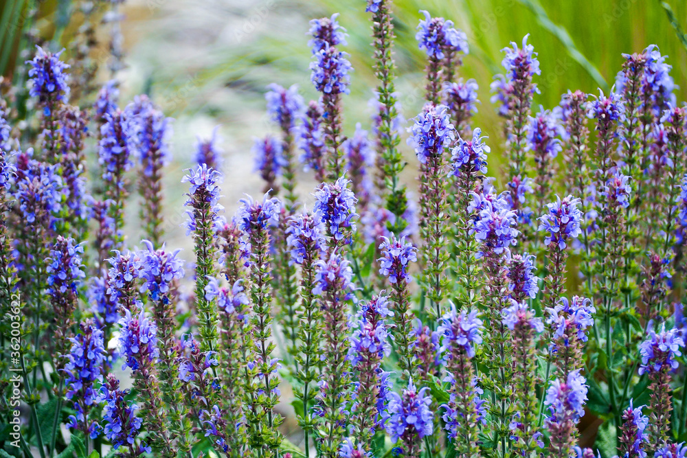 Naklejka premium many small blue sage flowers with green leaves in the garden . fragrant flowers