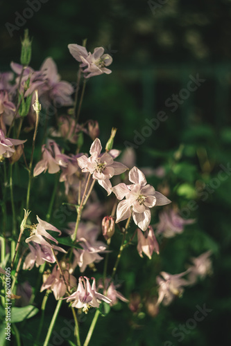 Beautiful flowers of Aquilegia in a garden  on a sunny day. © Inna