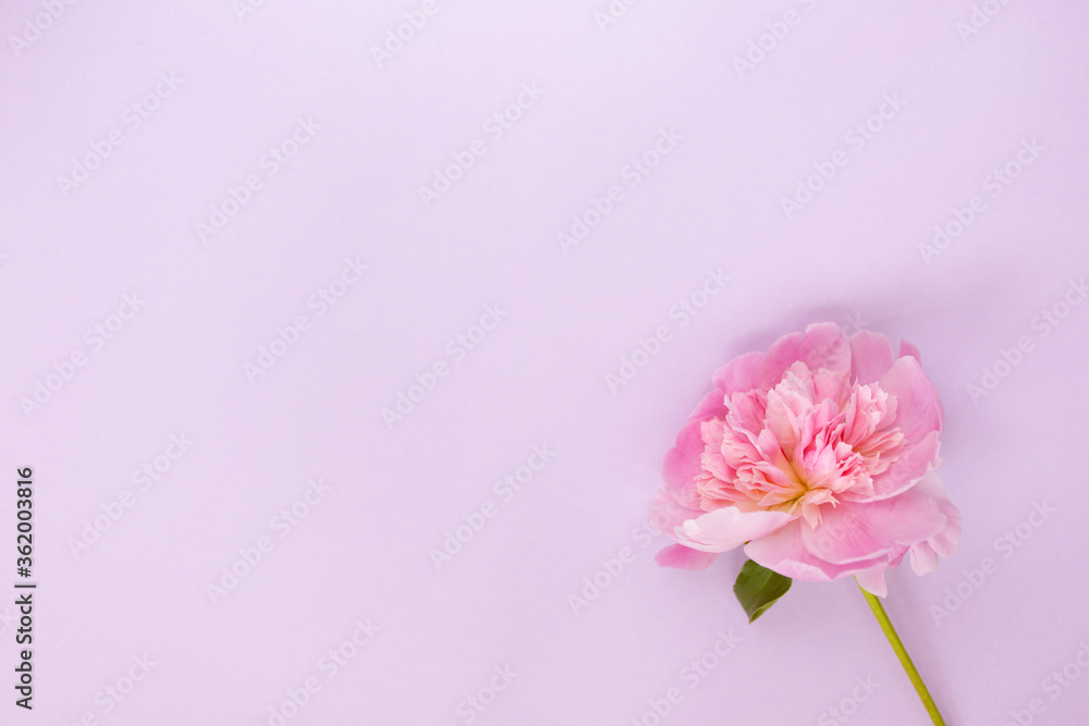 Delicate pink peony flower on light purple background.