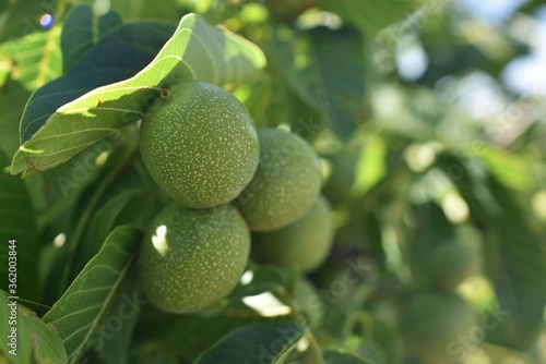 green walnuts on tree