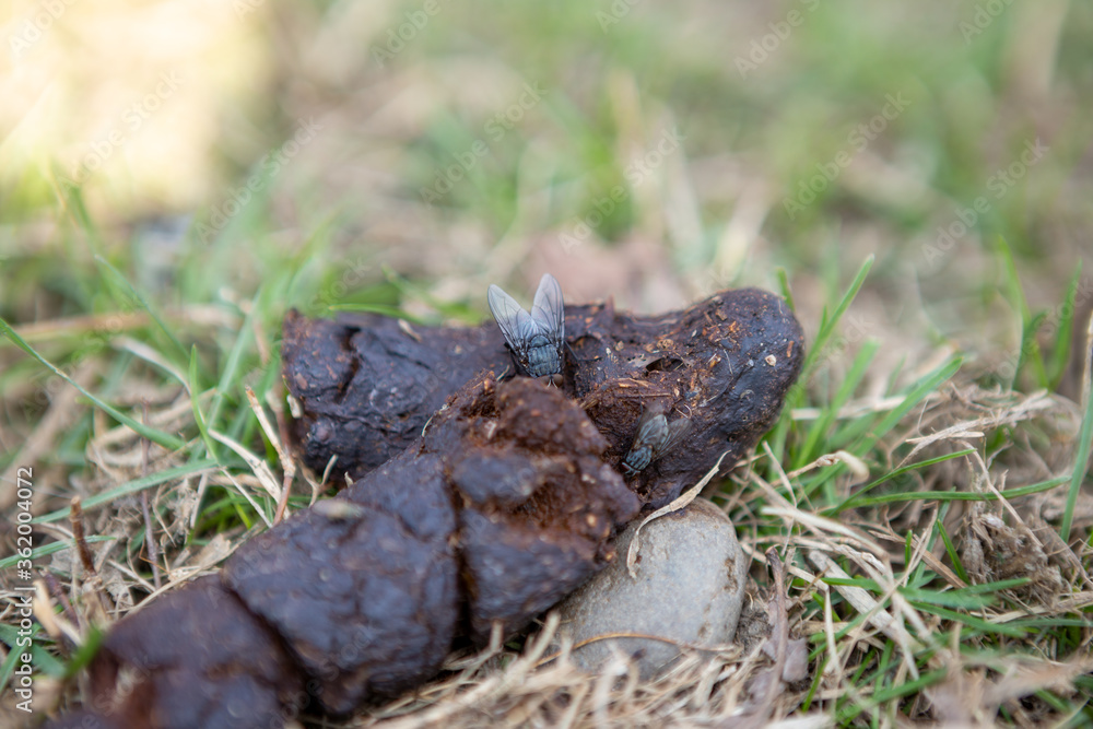 Close-up of an insect fly found on dog shit. Shit is on the grass in the yard.