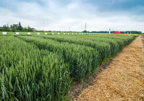 Photos rows of sectors winter wheat field demo cereals