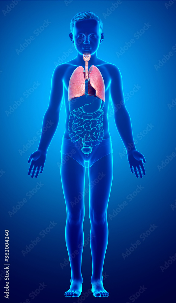 3d rendered, medically accurate illustration of a young boy lung anatomy