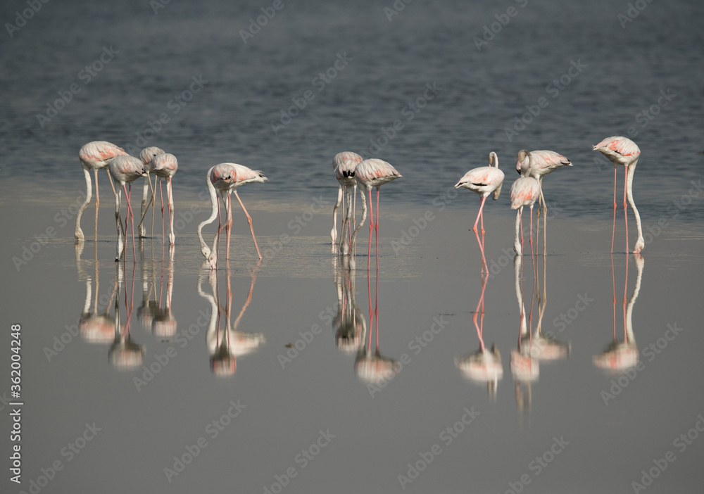 Fototapeta premium Greater Flamingos reflection while feeding at Eker coast, Bahrain