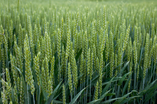 Fotótapéta Close up of Green ears of young winter wheat
