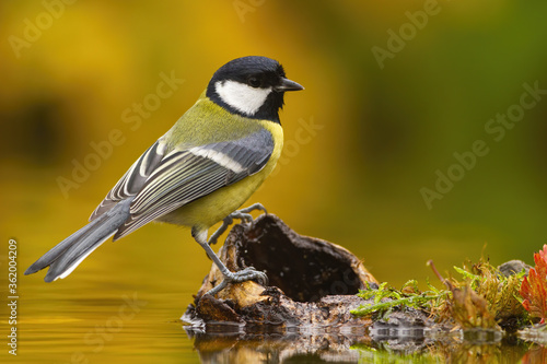 Obraz na płótnie Colorful Great tit, parus major, sitting on wood above water pond in autumn
