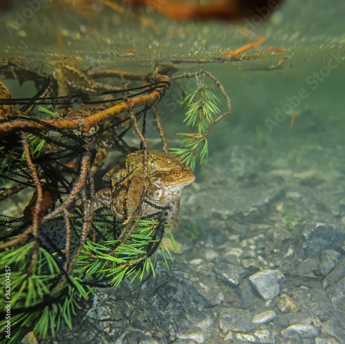 European toad (Bufo bufo), mating, male and female underwater in spring