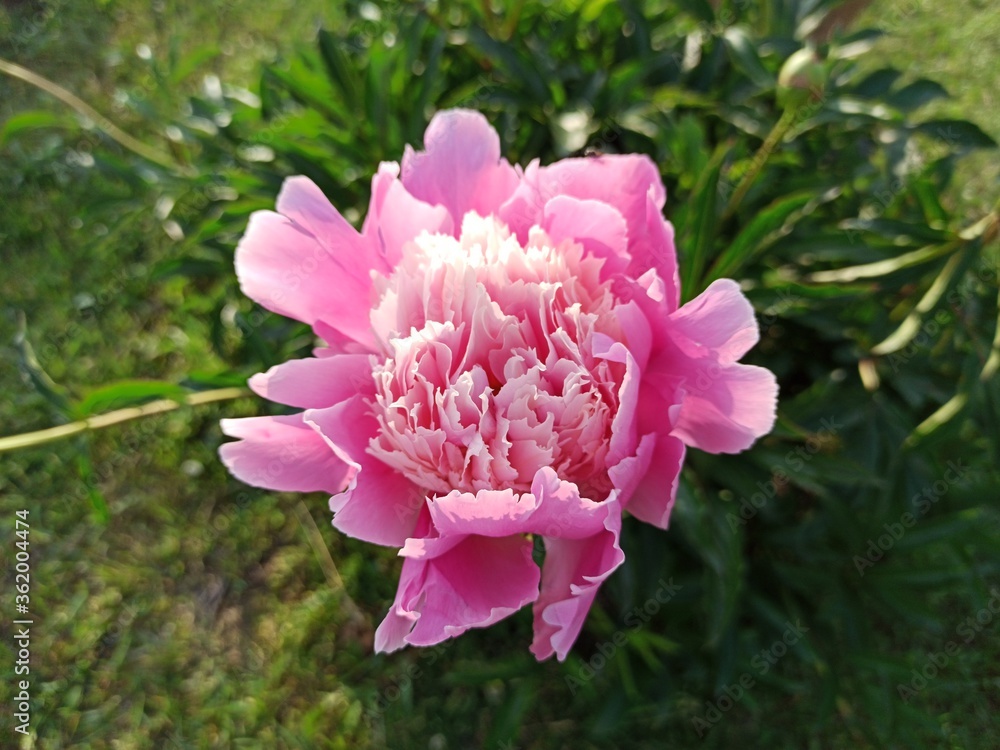 Obraz premium pink flower