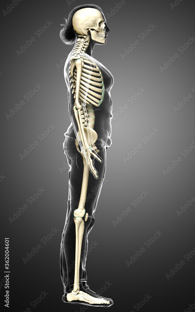 3d rendered, medically accurate illustration of a female skeleton system 3d rendered, medically accurate illustration of a female skeleton system