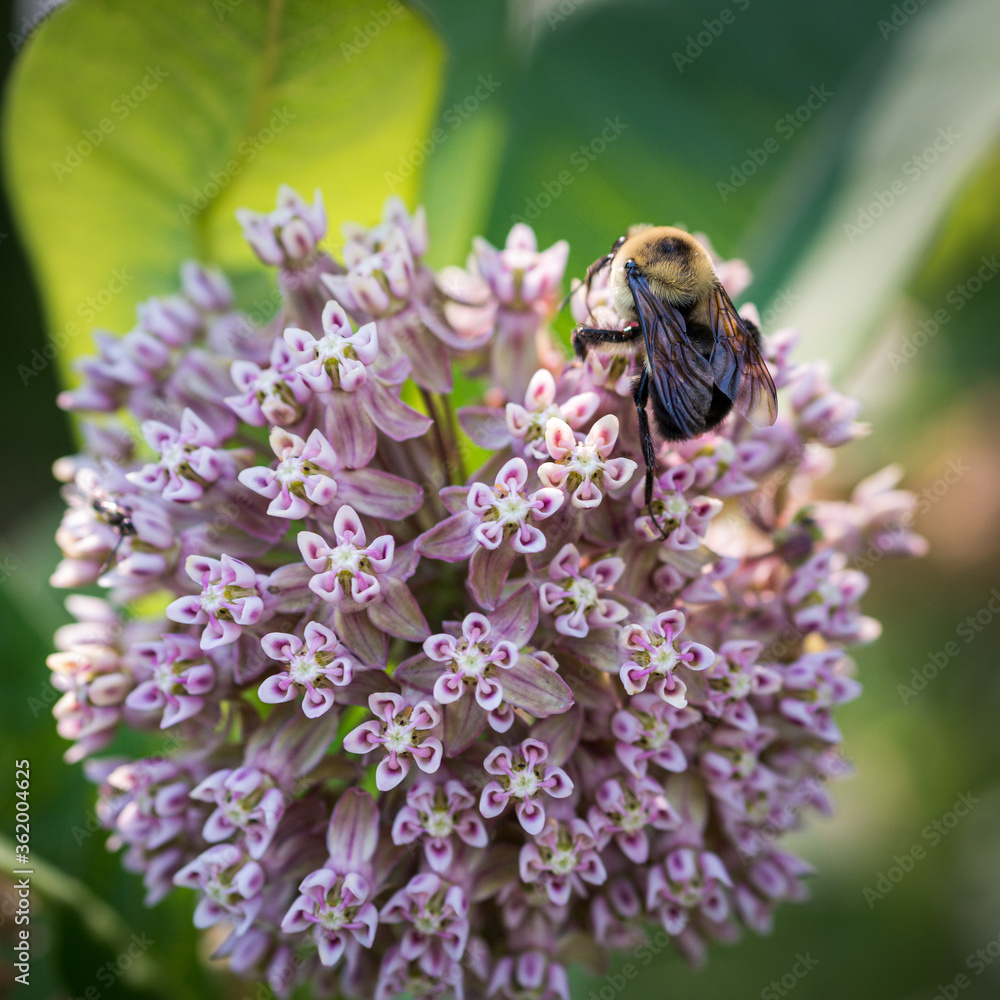 Bee collecting pollen from a flower. Bee collecting pollen from a flower.