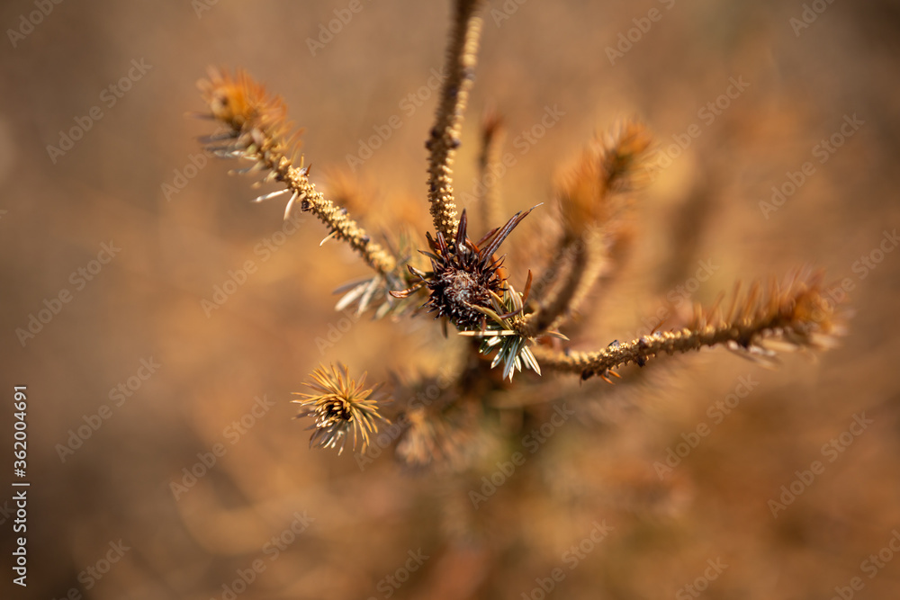 Selective focus on the top of coniferous trees. It's autumn and everything has dried up to become golden brown. Selective focus on the top of coniferous trees. It's autumn and everything has dried up to become golden brown.