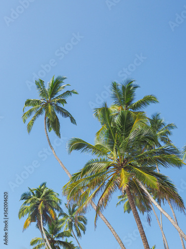 Palm trees on the beach during bright day agaist clear blue sky.