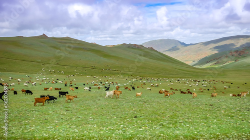 The herd of goats and sheep grazing the grass on the high slop of Altai mountain, Govi-Altai province, Mongolia. 