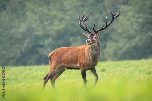 Majestic red deer, cervus elaphus, standing on meadow in summer nature. Dominant male mammal with massive antlers looking into camera on green field. Strong wild animal observing his territory.