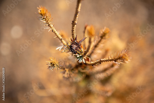 Selective focus on the top of coniferous trees. It's autumn and everything has dried up to become golden brown. © borevina