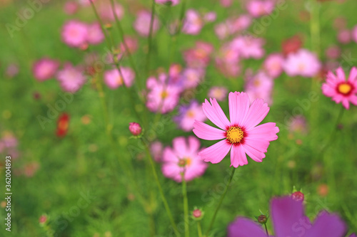 Beautiful cosmos flower blooming in the summer garden field in nature.