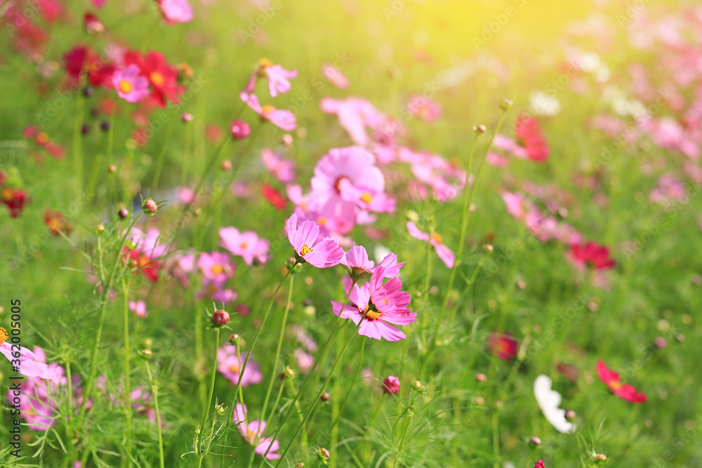 Beautiful cosmos flower in the summer garden with rays of sunlight in nature. Beautiful cosmos flower in the summer garden with rays of sunlight in nature.