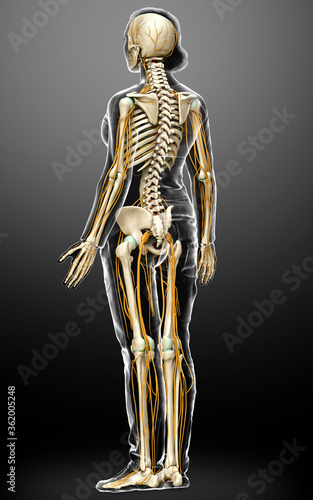 3d rendered medically accurate illustration ofa female nervous system and skeleton system © pixdesign123