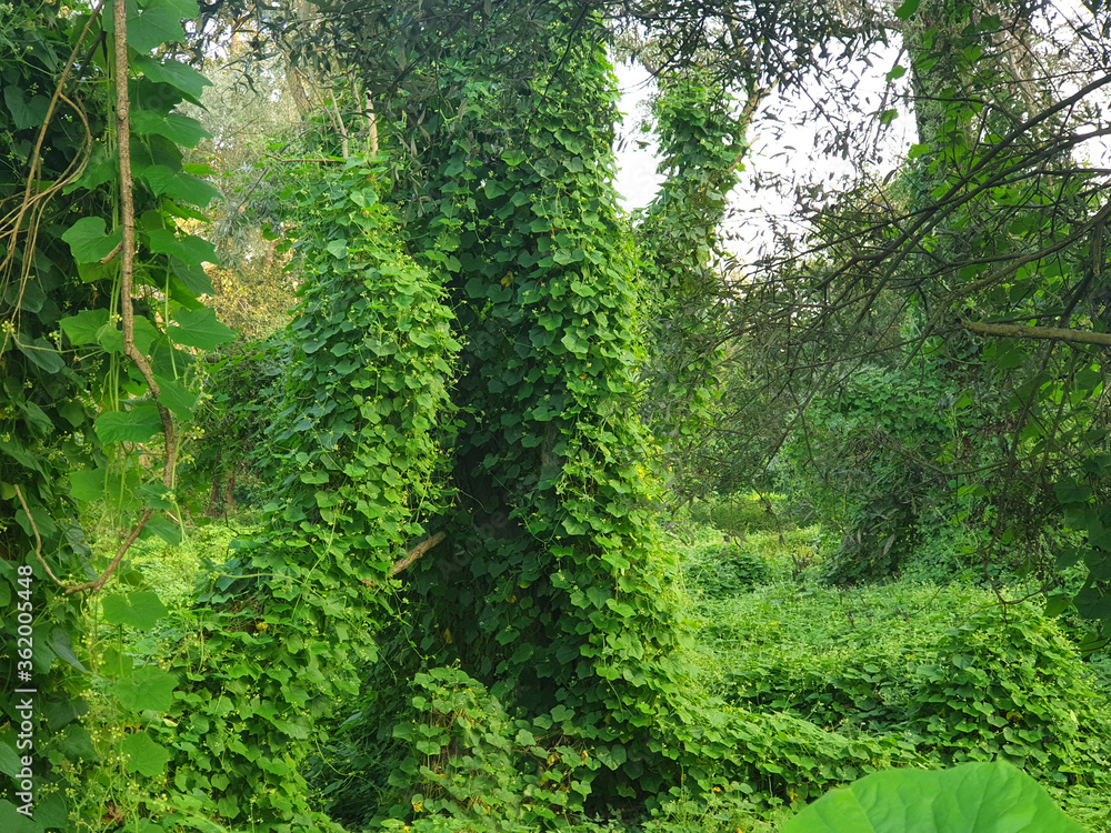 The forest is covered with a trailing plant called Pueraria. The mystical forest of Kudzu. The forest is covered with a trailing plant called Pueraria. The mystical forest of Kudzu.
