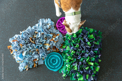 A dog checking out a snuffle mat