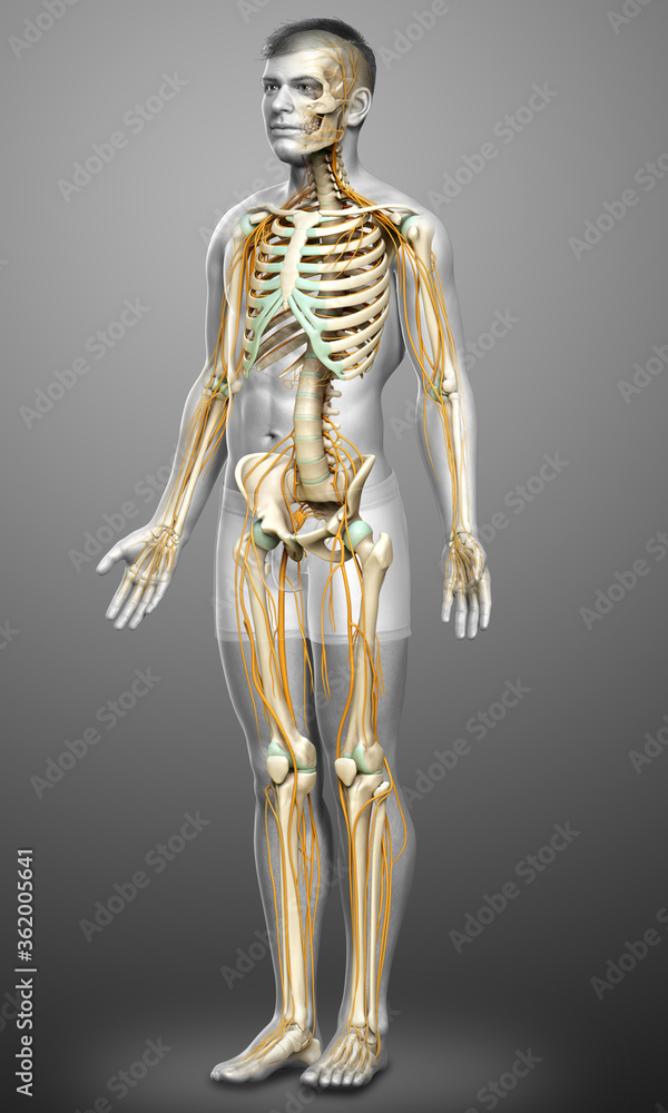 3d rendered medically accurate illustration of the nervous system and skeleton system