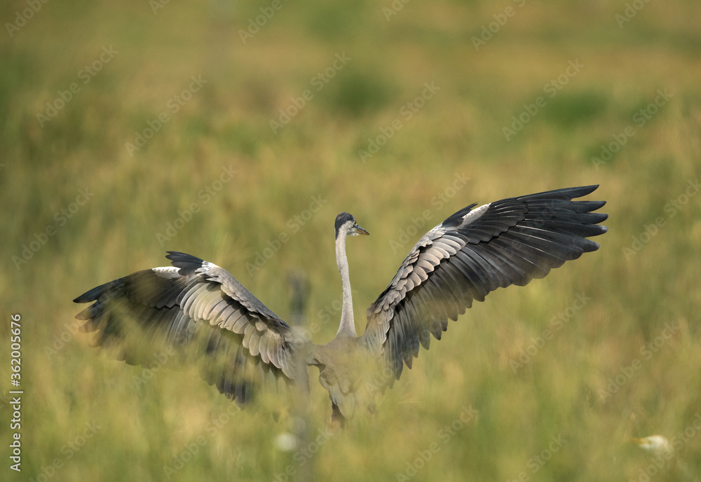 Fototapeta premium Grey Heron landing with wide spread wings, Bahrain