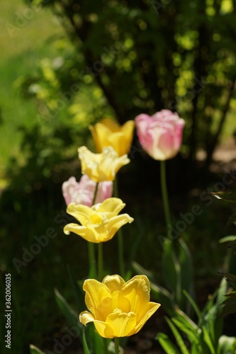 Colourful tulips in a row, spring in a botanical garden, copy space, fuzzy background
