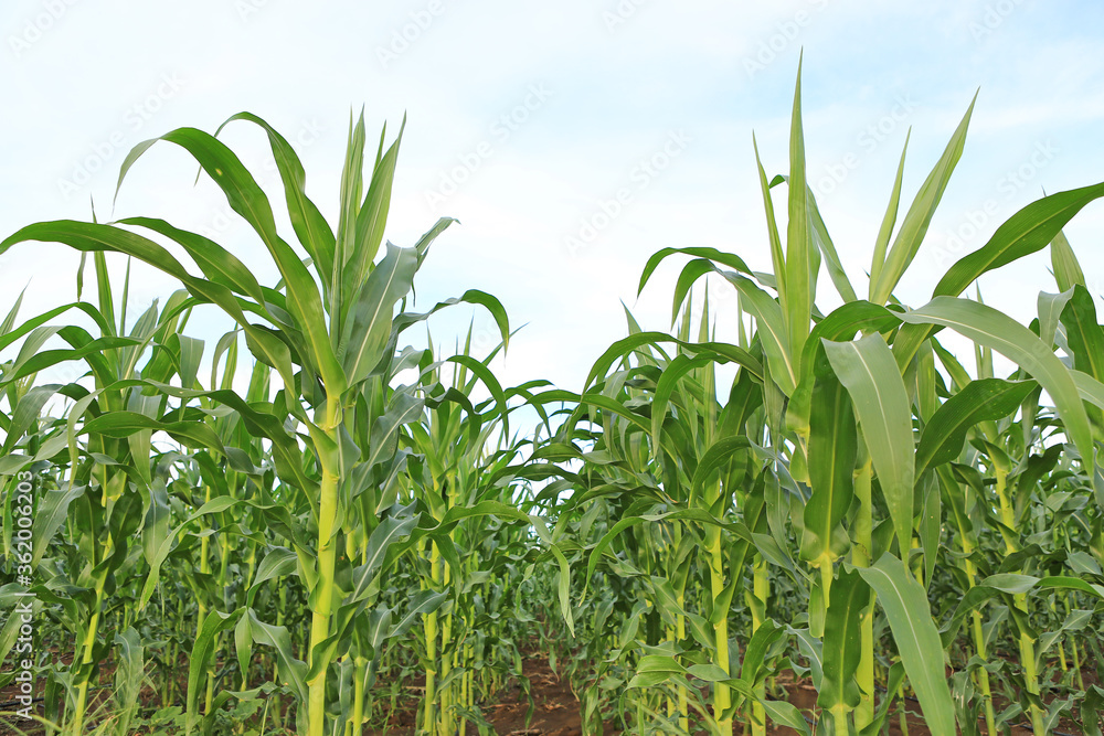 A young green corn field against sky with clouds background A young green corn field against sky with clouds background