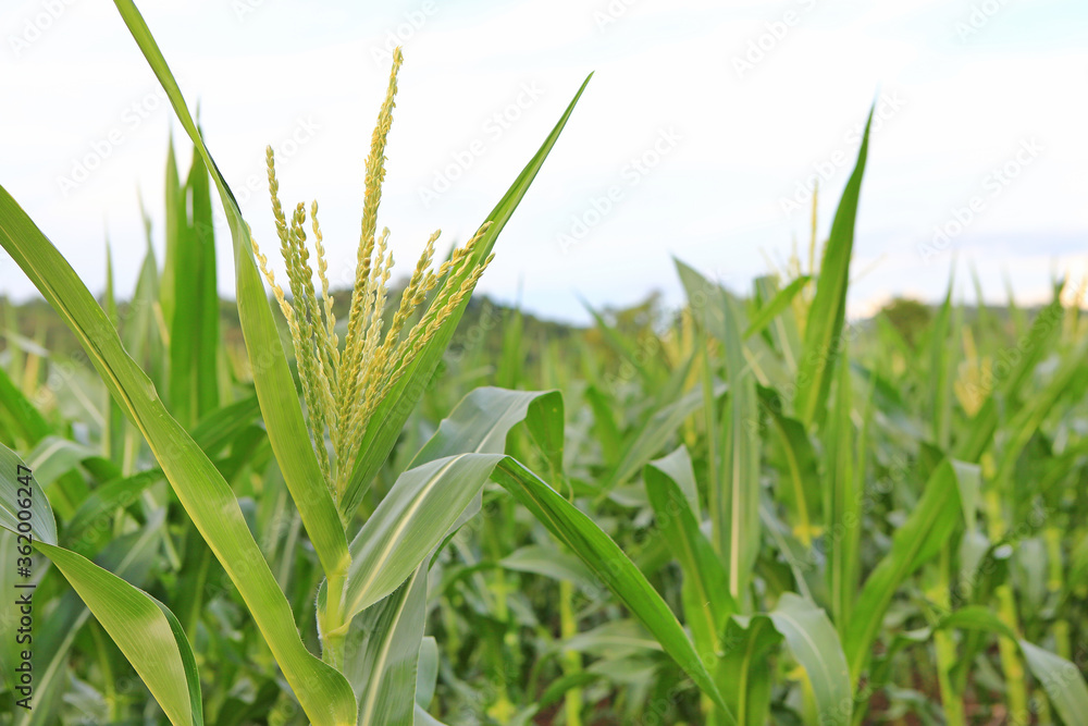 Fototapeta premium A young green corn field against sky with clouds background