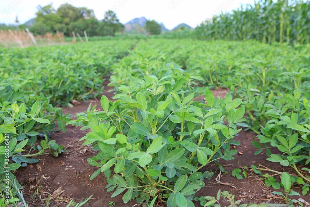Peanut tree in agriculture field plantations Peanut tree in agriculture field plantations