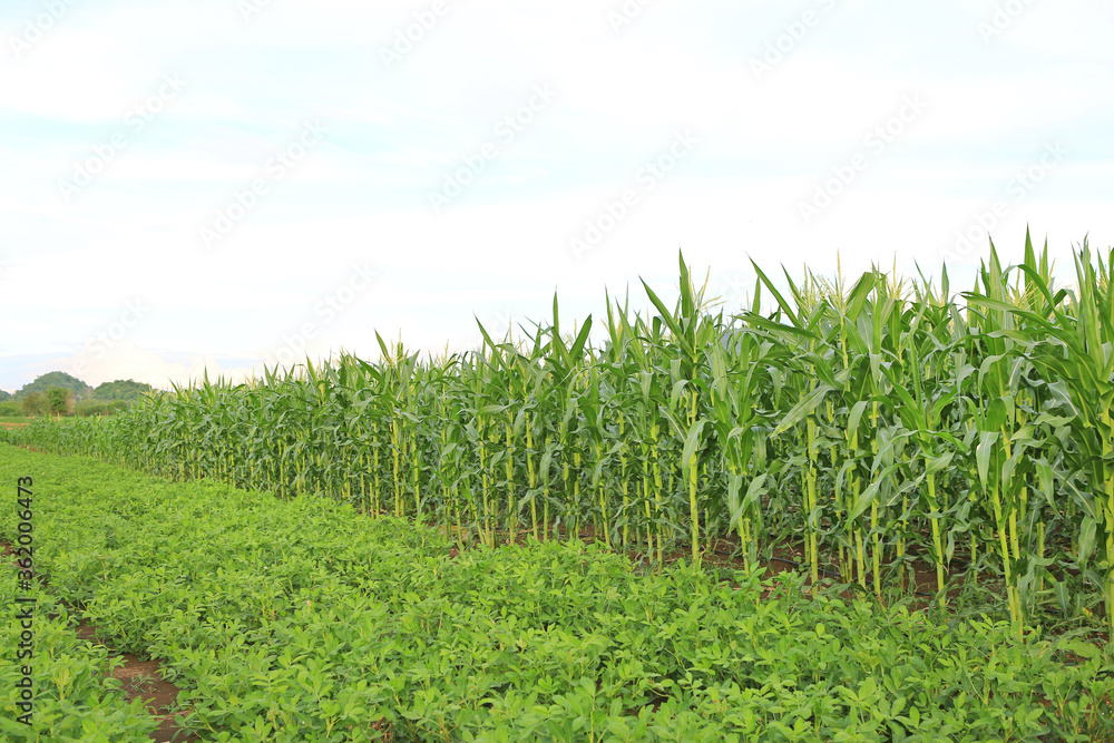 A young green corn and peanut tree in agriculture field plantations against sky with clouds.