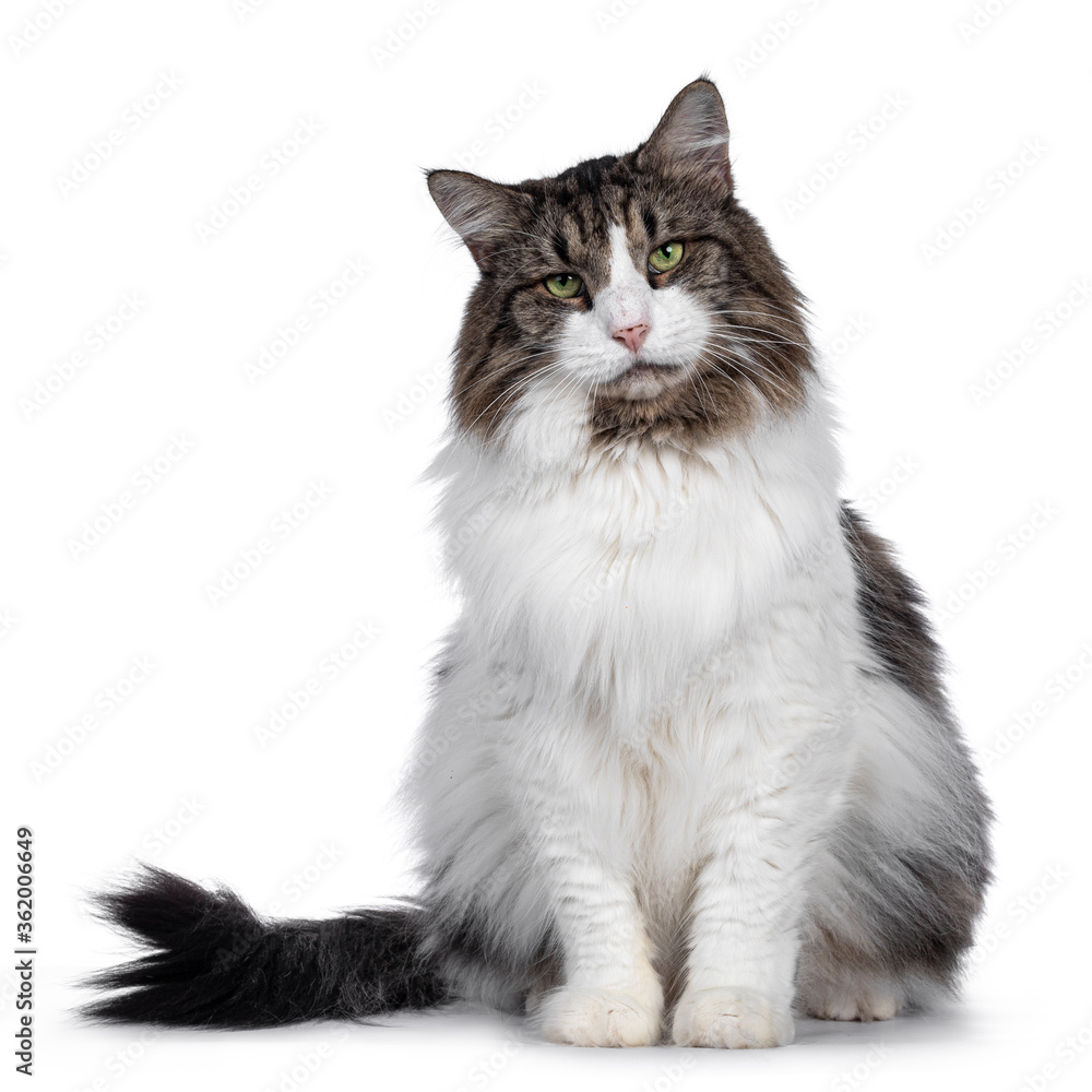 Senior Norwegian Forestcat, sitting facing front. Looking straight at camera with green eyes. Isolated on white background. Senior Norwegian Forestcat, sitting facing front. Looking straight at camera with green eyes. Isolated on white background.