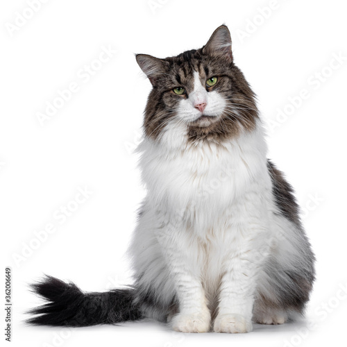 Senior Norwegian Forestcat, sitting facing front. Looking straight at camera with green eyes. Isolated on white background.