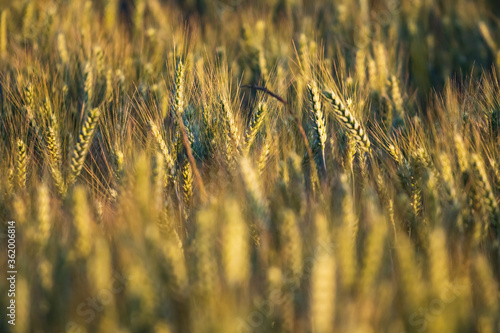 Growing wheat field in summer at sunset.