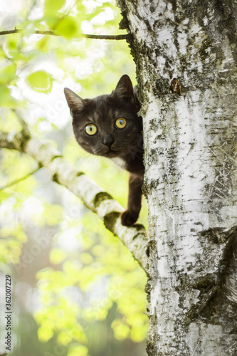 Głowa czarnego kota wychyla się z za drzewa liściastego brzozy i obserwuje otoczenie.