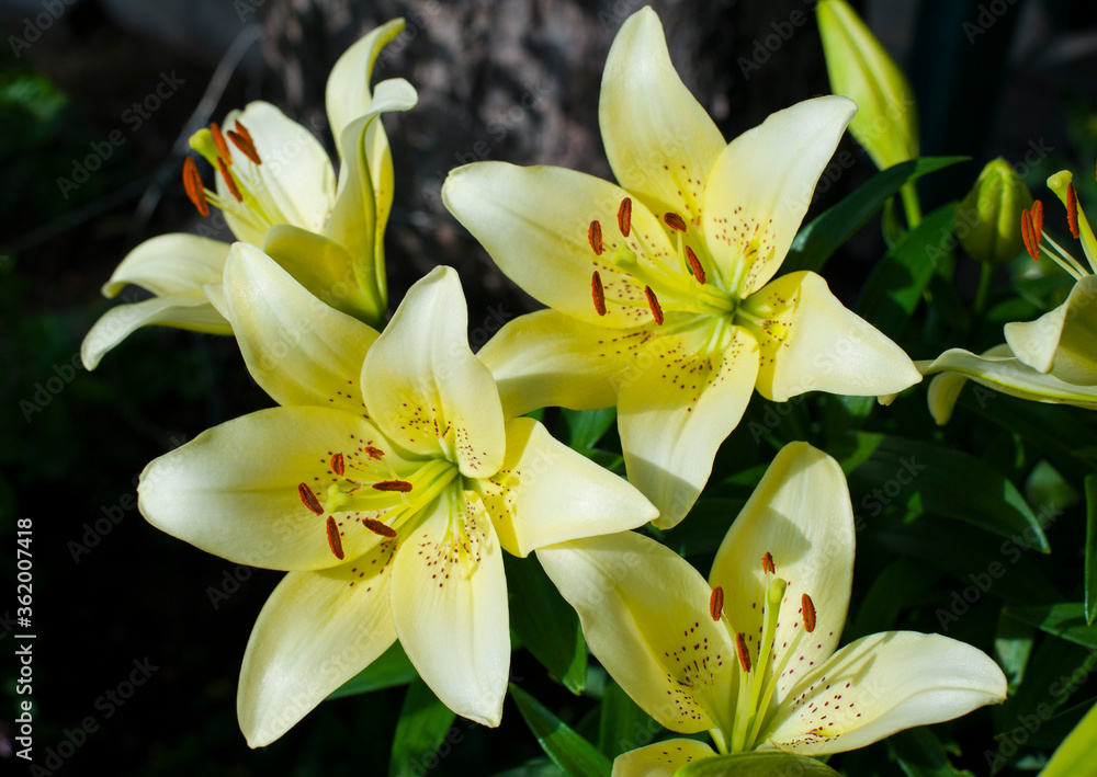 big beautiful yellow lily flowers
big beautiful yellow lily flowers