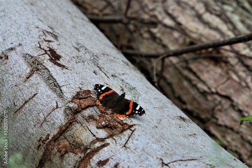 An admiral butterfly on a birch trunk