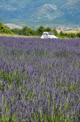 Fotografia Lavender field in Provence, Valensole, France, white vintage car, mountains in t