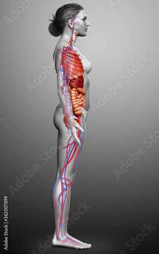 3d rendered medically accurate illustration of female Internal organs and circulatory system