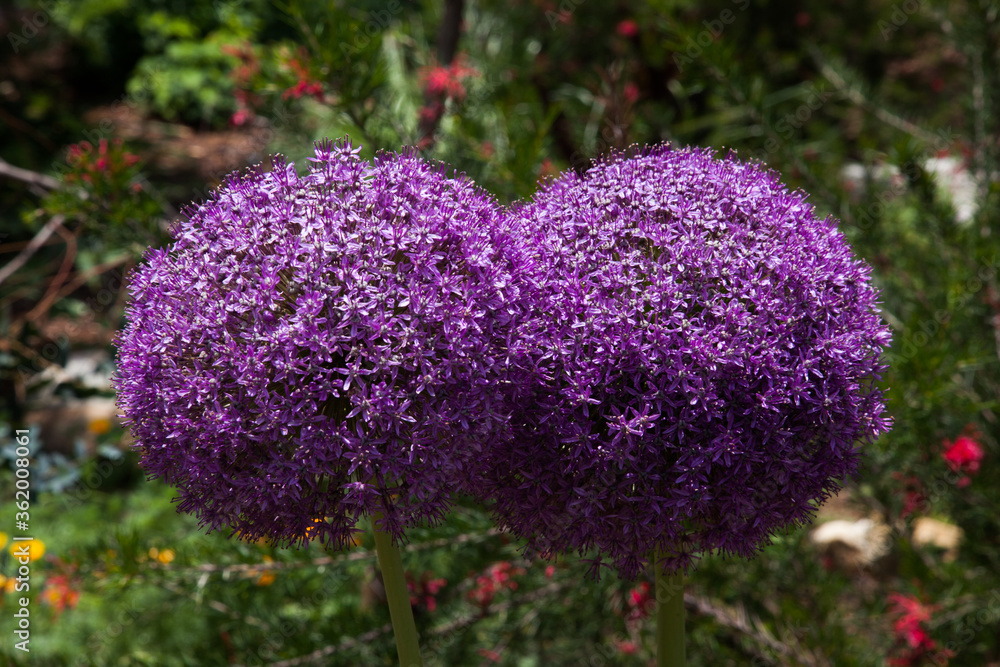 Obraz premium Purple flower outdoors 