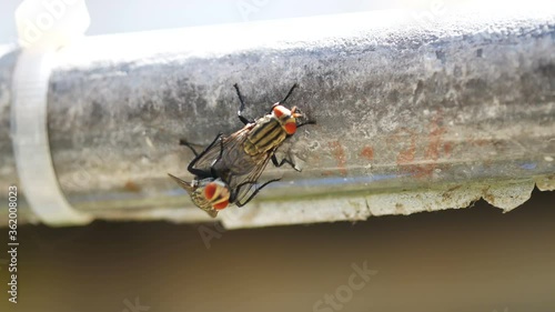 fly making love, breeding on steel bar