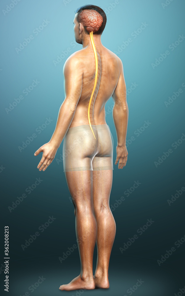 3d rendered medically accurate illustration of a male brain 3d rendered medically accurate illustration of a male brain